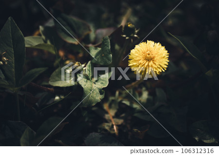 Dandelion Dandelion 106312316