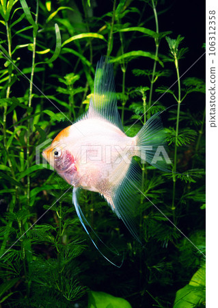 神仙魚紅頂神仙魚水族館 神仙魚紅頂神仙魚水族館 106312358