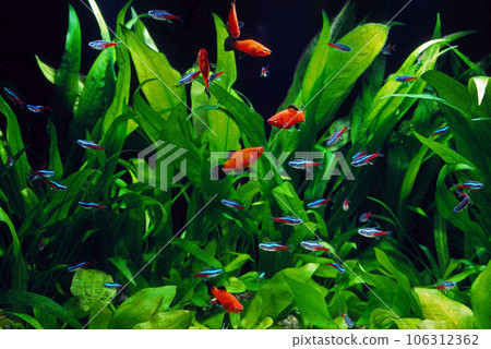 Aquarium lively aquarium layout aquarium Aquarium lively aquarium layout aquarium 106312362