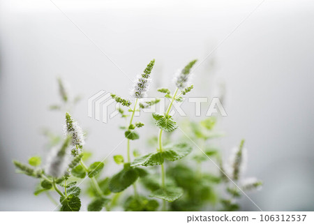 薄荷花 薄荷花 106312537