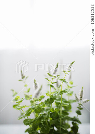 薄荷花 薄荷花 106312538
