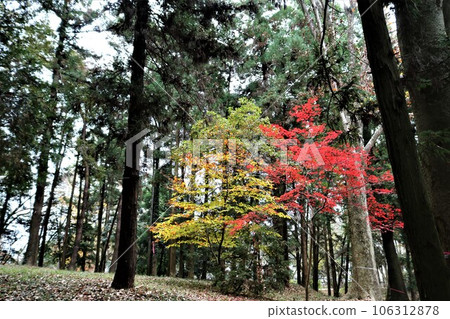 A simple autumn, the beautiful autumn leaves in the forest 106312878