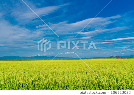 Refreshing countryside scenery in summer 106313023