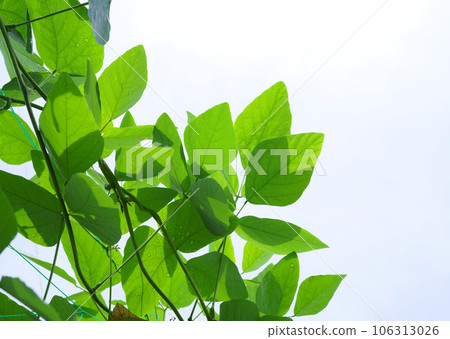 Mukuna beans 106313026