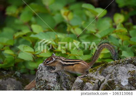 A chipmunk that looks busy from the morning A chipmunk that looks busy from the morning 106313068