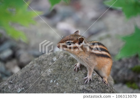 A chipmunk poking its head out of a rock A chipmunk poking its head out of a rock 106313070