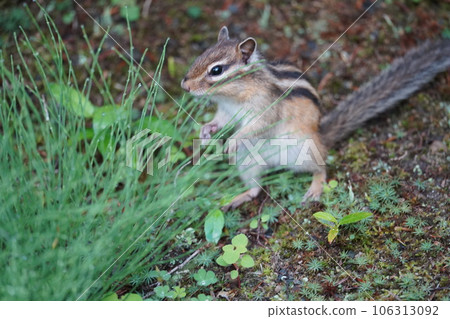 《咕噥時間》中的花栗鼠 106313092