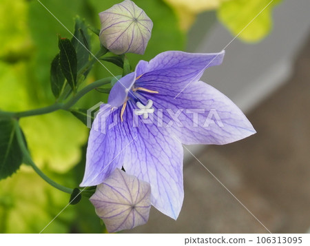 紫風鈴花低著頭綻放 紫風鈴花低著頭綻放 106313095