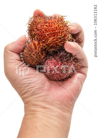 Tropical fruit rambutan in hand 106313162