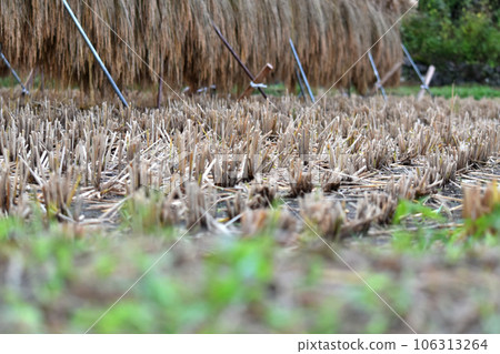 Rice field where rice crop was over 106313264