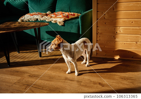 Dog standing on the floor in living room interior Dog standing on the floor in living room interior 106313365
