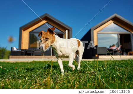 Cute dog on lawn before suburban house Cute dog on lawn before suburban house 106313366