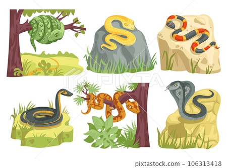 Snakes types. Scaly creeping reptiles with habitats elements. Cartoon nature creatures. Poisonous and suffocating animals. Kingsnake on stone. Python on tree branch. Splendid vector set Snakes types. Scaly creeping reptiles with habitats elements. Cartoon nature creatures. Poisonous and suffocating animals. Kingsnake on stone. Python on tree branch. Splendid vector set 106313418