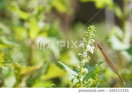 Otsunendombo perched on a blue perilla flower 106313591