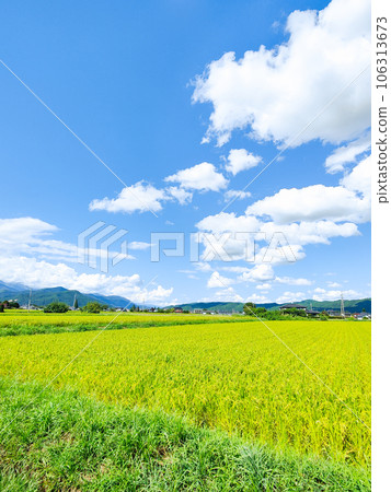 Refreshing countryside scenery in summer 106313673