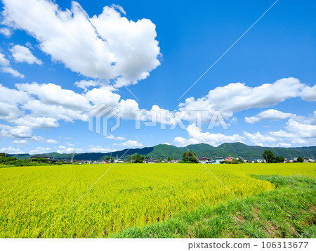 Refreshing countryside scenery in summer 106313677