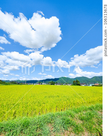 Refreshing countryside scenery in summer Refreshing countryside scenery in summer 106313678