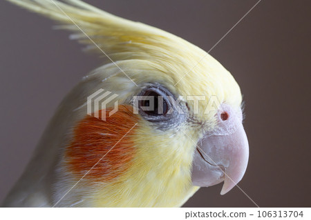 cockatiel face 106313704