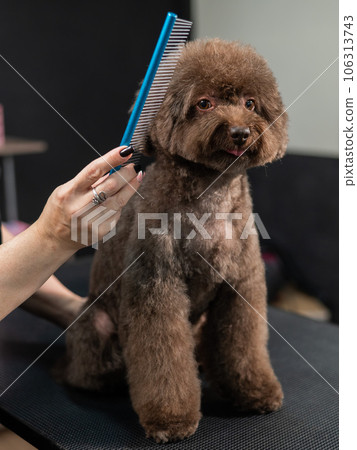 Woman combing a small dog with scissors in a grooming salon. Woman combing a small dog with scissors in a grooming salon. 106313743