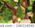 Small and cute red Nepenthes 106314040
