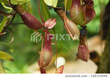 Small and cute red Nepenthes 106314040