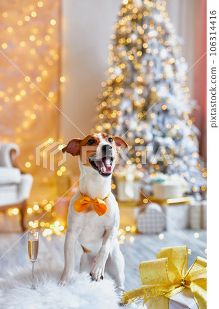 Cute and Funny Jack Russell Terrier is waiting for the holiday at home. Cute and Funny Jack Russell Terrier is waiting for the holiday at home. 106314416