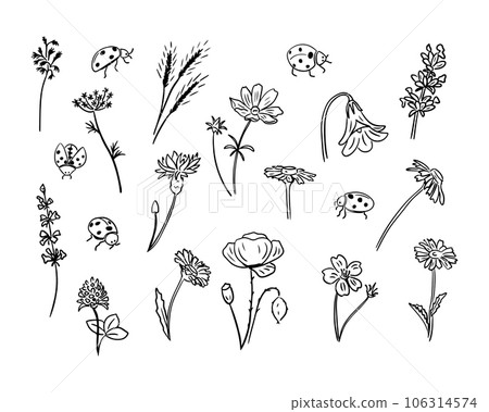 Set of hand drawn doodle meadow herbs and insect 106314574