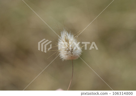 Hares-tail grass 106314800