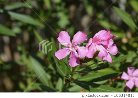 Common oleander Common oleander 106314815