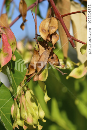 Tree of heaven Tree of heaven 106314821
