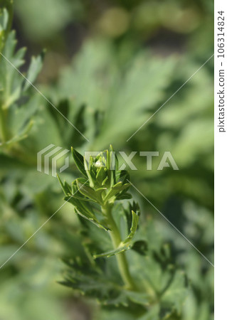 Variegated monkshood Variegated monkshood 106314824