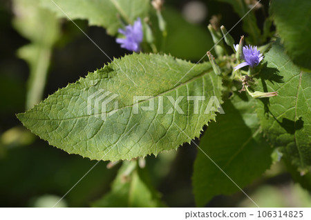 Alpine blue-sow-thistle Alpine blue-sow-thistle 106314825