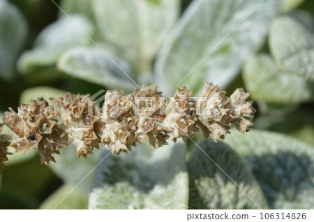 Lambs ears Silver Carpet 106314826