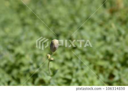 Sea campion 106314830