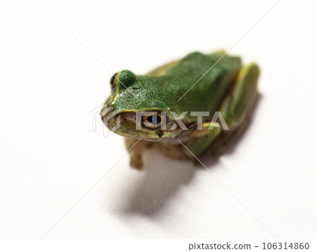 Tree frog that comes out of the water and makes a sound when it rains Tree frog that comes out of the water and makes a sound when it rains 106314860