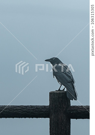 Crow resting on a rainy day 106315305