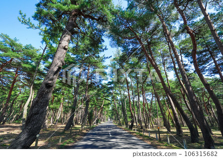 日本三大松林之一的氣比松原（福井縣敦賀市） 106315682