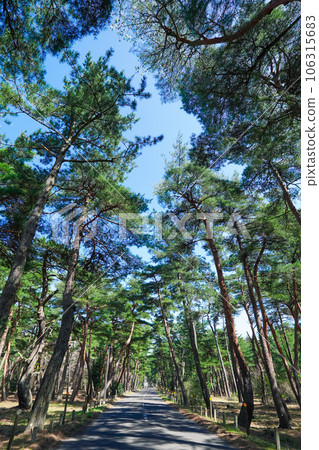 日本三大松林之一的氣比松原（福井縣敦賀市） 106315683