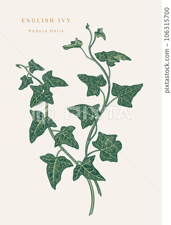 English ivy. Isolated English ivy. Isolated 106315700