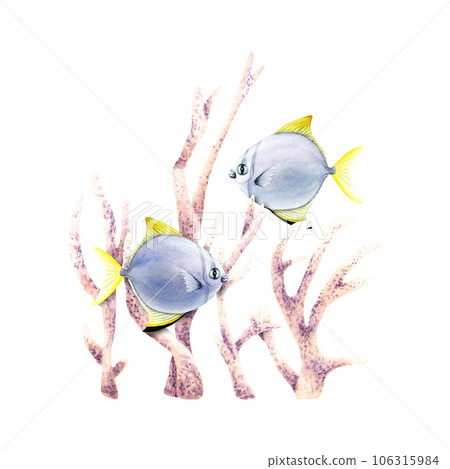 Underwater composition with corals and exotic fishes, moonyfish. Watercolor illustration isolated on white for clip art, cards, decor, package 106315984