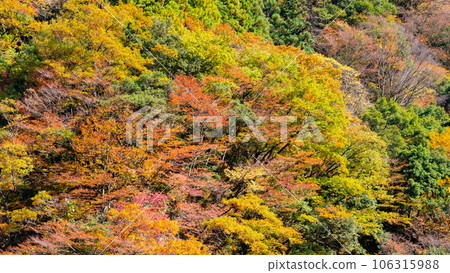 秋葉(黑部峽谷) 秋葉(黑部峽谷) 106315988