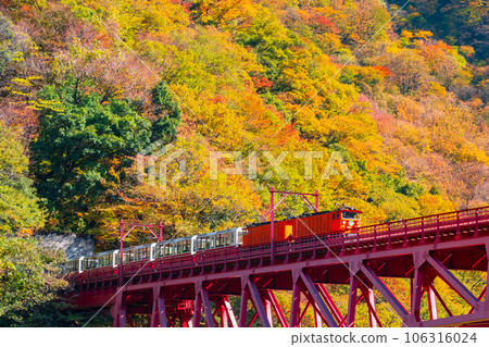 Kurobe Gorge in Autumn: Torokko Train Running on Shinyamabiko Bridge 106316024