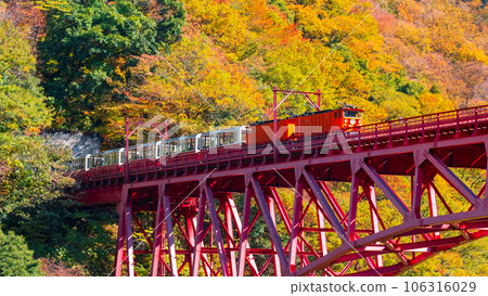 Kurobe Gorge in Autumn: Torokko Train Running on Shinyamabiko Bridge Kurobe Gorge in Autumn: Torokko Train Running on Shinyamabiko Bridge 106316029
