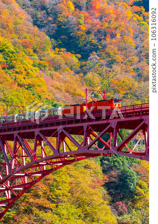 Kurobe Gorge in Autumn: Torokko Train Running on Shinyamabiko Bridge 106316092