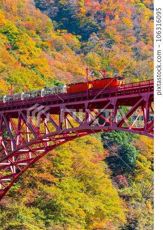 Kurobe Gorge in Autumn: Torokko Train Running on Shinyamabiko Bridge 106316095