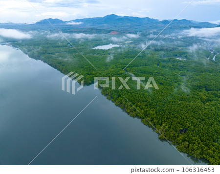 Amazing abundant mangrove forest, Aerial view of forest trees Rainforest ecosystem and healthy environment background, Texture of green trees forest top down, High angle view 106316453
