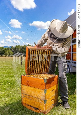 Beekeeping in countryside. 106316494