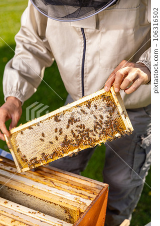 Beekeeper holding a honeycomb 106316502