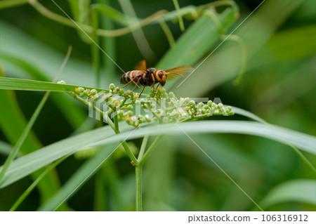Flower-visiting insect Himes wasp ♀ 106316912