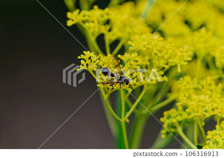 狩獵蜂 Mikado Tokuribachi 吸食花蜜 狩獵蜂 Mikado Tokuribachi 吸食花蜜 106316913